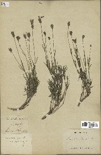 spécimen de Lavandula pyrenaica