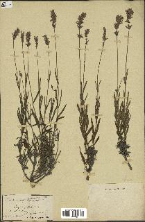 spécimen de Lavandula fragrans