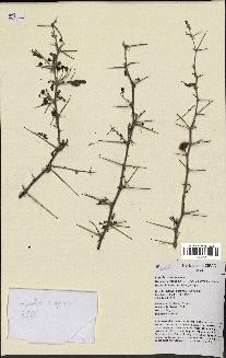 spécimen de Acacia nilotica