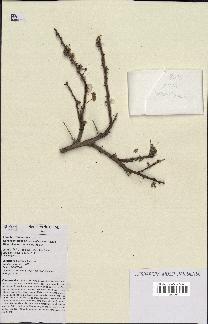 spécimen de Acacia tortilis