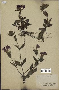 spécimen de Ruellia sp.