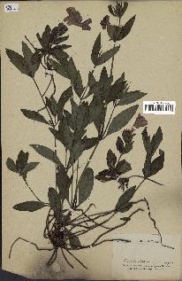 spécimen de Ruellia sp.