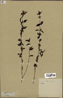 spécimen de Ruellia sp.