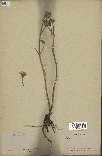 spécimen de Ruellia sp.