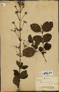 spécimen de Lippia vernonioides