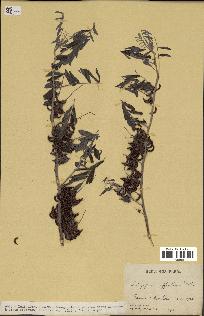 spécimen de Indigofera suffruticosa
