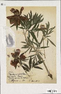 spécimen de Paeonia paradoxa