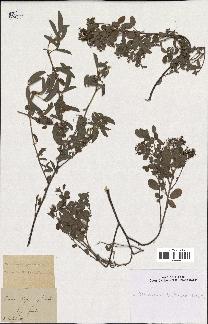 spécimen de Desmodium barbatum