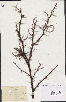 spécimen de Acacia seyal
