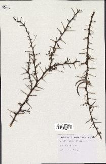 spécimen de Acacia seyal