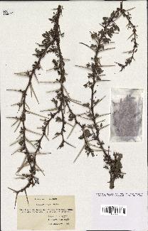 spécimen de Acacia seyal