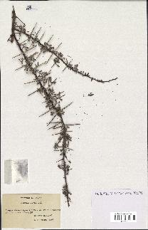 spécimen de Acacia seyal