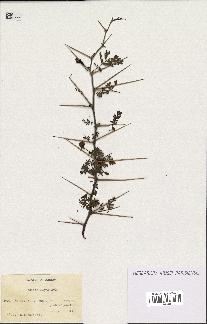 spécimen de Acacia seyal