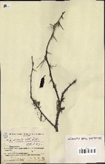 spécimen de Acacia nilotica