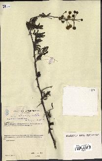 spécimen de Acacia nilotica
