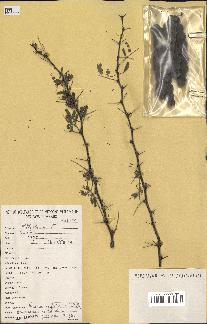 spécimen de Acacia nilotica