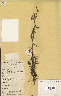 spécimen de Acacia seyal