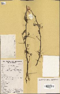 spécimen de Acacia nilotica