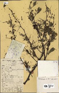 spécimen de Acacia nilotica
