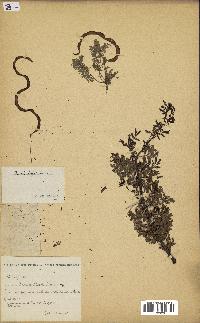 spécimen de Acacia seyal
