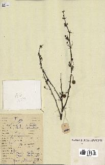 spécimen de Acacia nilotica