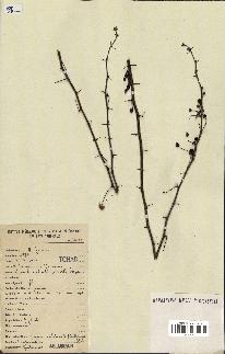 spécimen de Acacia nilotica