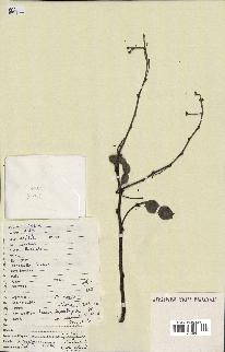 spécimen de Acacia nilotica