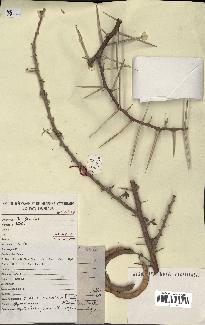 spécimen de Acacia tortilis