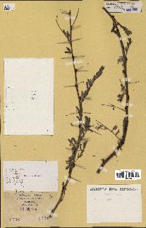spécimen de Acacia seyal