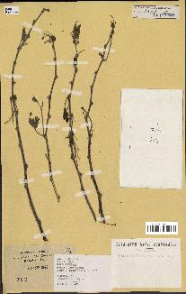 spécimen de Acacia nilotica