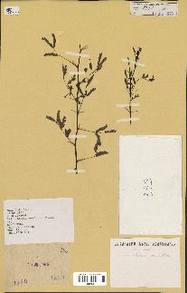 spécimen de Acacia nilotica