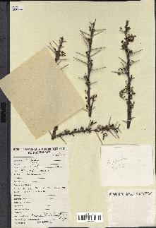 spécimen de Acacia tortilis