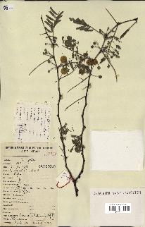 spécimen de Acacia nilotica