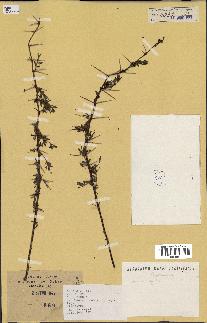 spécimen de Acacia seyal
