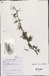 spécimen de Acacia nilotica