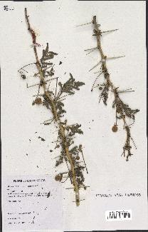 spécimen de Acacia seyal