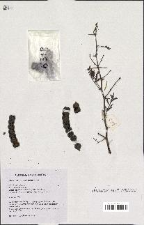 spécimen de Acacia nilotica