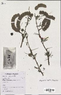 spécimen de Acacia nilotica