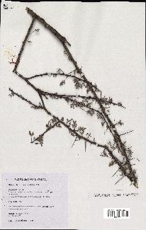 spécimen de Acacia tortilis