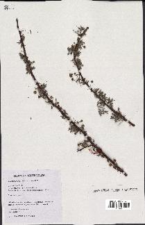 spécimen de Acacia tortilis