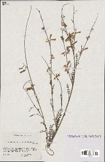 spécimen de Hedysarum membranaceum