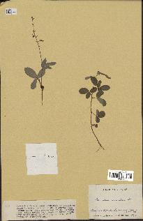 spécimen de Desmodium adscendens