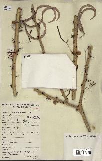 spécimen de Acacia seyal
