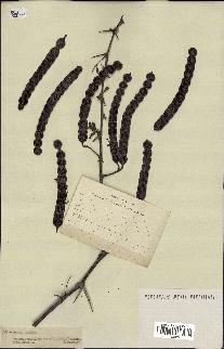 spécimen de Acacia arabica