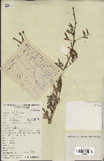 spécimen de Acacia seyal