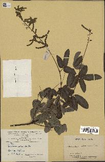 spécimen de Desmodium adscendens