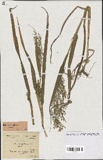 spécimen de Panicum miliaceum