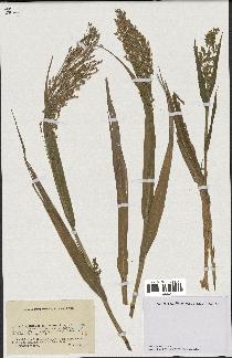 spécimen de Panicum miliaceum