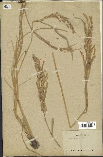 spécimen de Oryza sativa