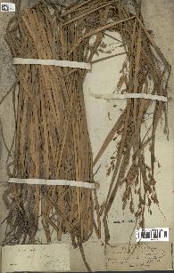 spécimen de Oryza sativa